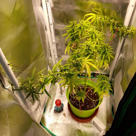 Royal Runtz  growlog timeline photo