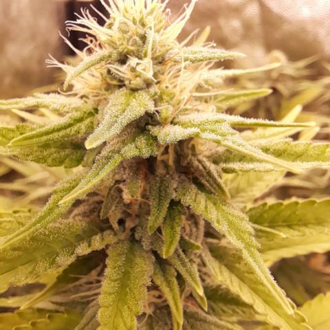Fat Gorilla  growlog timeline photo