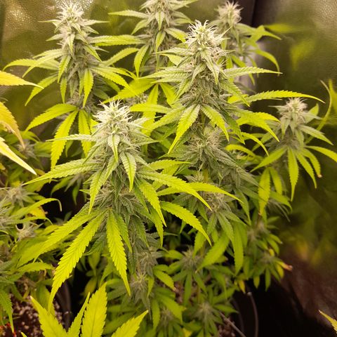 Sherbet Queen  growlog timeline photo
