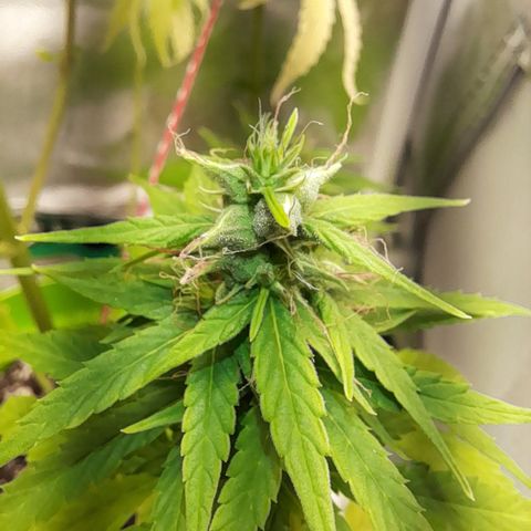 Royal Runtz  growlog timeline photo