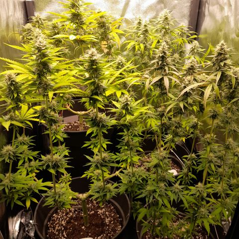 Fat Gorilla  growlog timeline photo