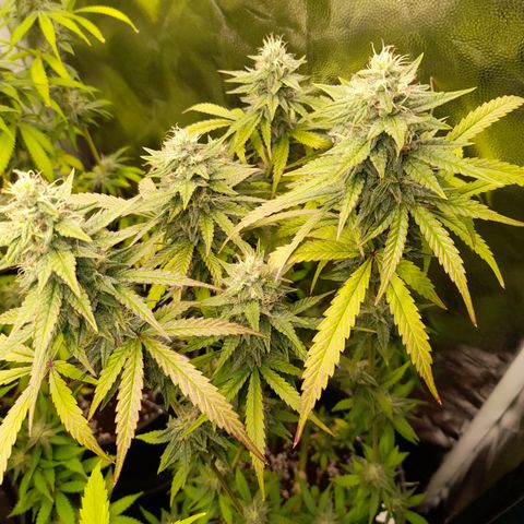 Green Gelato  growlog timeline photo