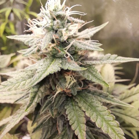 Green Gelato  growlog timeline photo