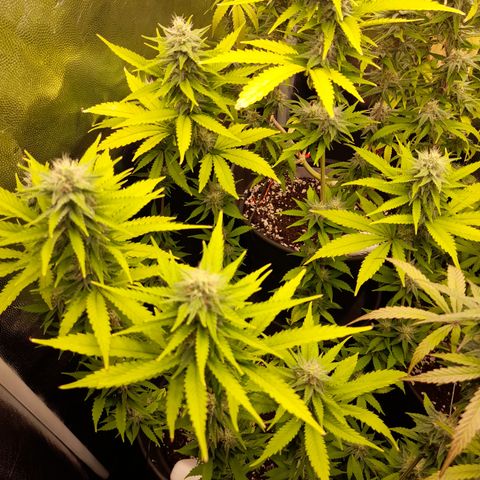 Fat Gorilla  growlog timeline photo