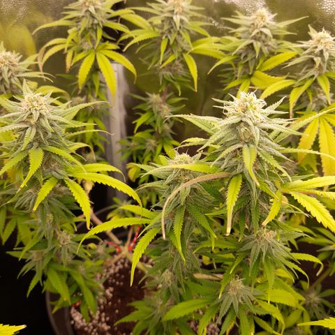 Pink Runtz  growlog timeline photo