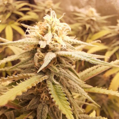 Pink Runtz  growlog timeline photo