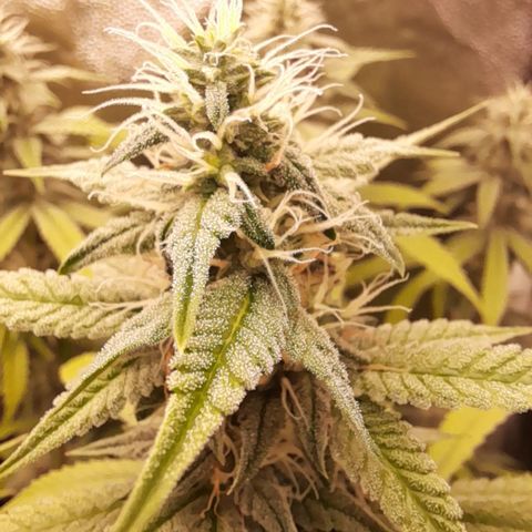Sherbet Queen  growlog timeline photo
