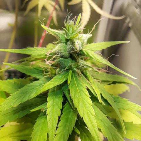Royal Runtz  growlog timeline photo