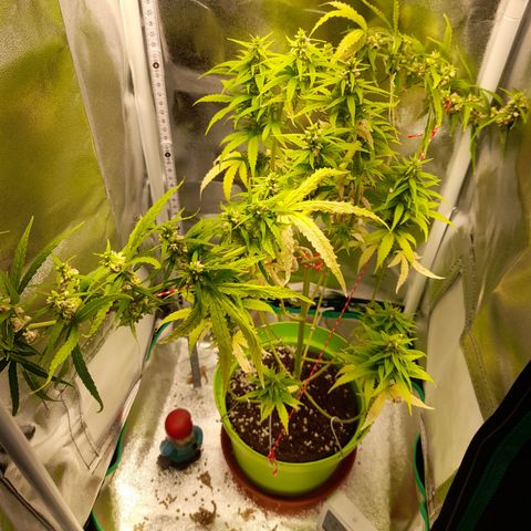 Royal Runtz  growlog timeline photo
