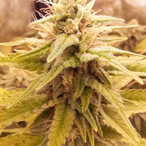 Fat Gorilla  growlog timeline photo