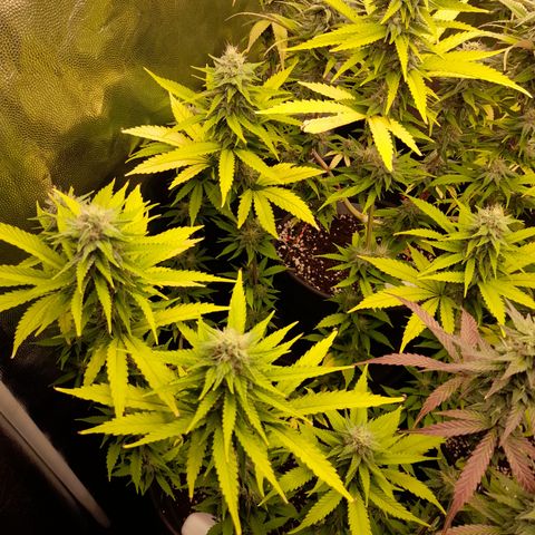 Fat Gorilla  growlog timeline photo
