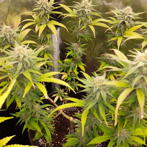 Pink Runtz  growlog timeline photo