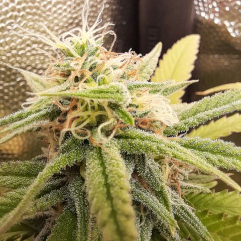 Pink Runtz  growlog timeline photo