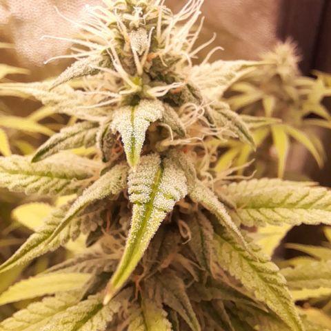 Sherbet Queen  growlog timeline photo