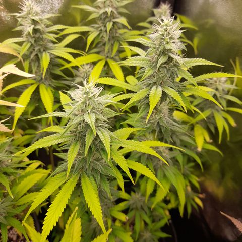 Sherbet Queen  growlog timeline photo