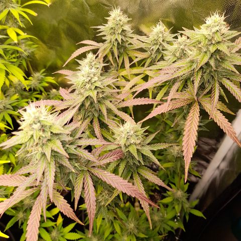 Green Gelato  growlog timeline photo