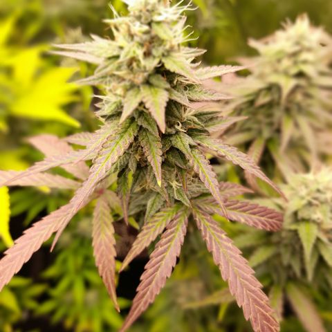 Green Gelato  growlog timeline photo