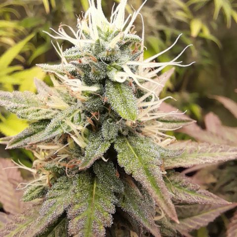 Green Gelato  growlog timeline photo