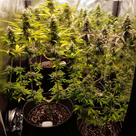 Fat Gorilla  growlog timeline photo