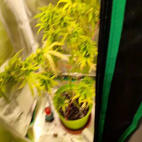 Royal Runtz  growlog timeline photo