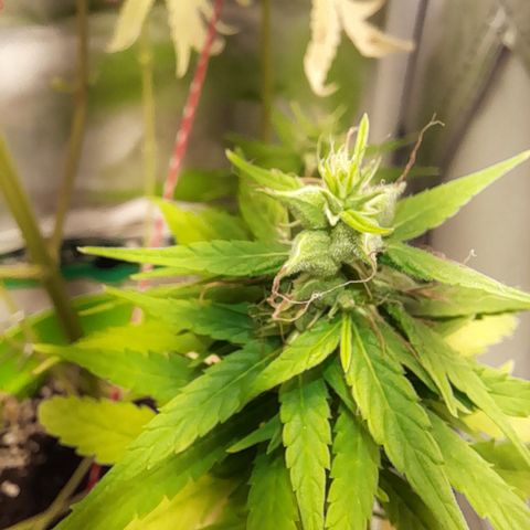 Royal Runtz  growlog timeline photo