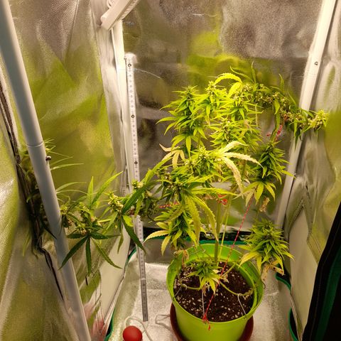 Royal Runtz  growlog timeline photo