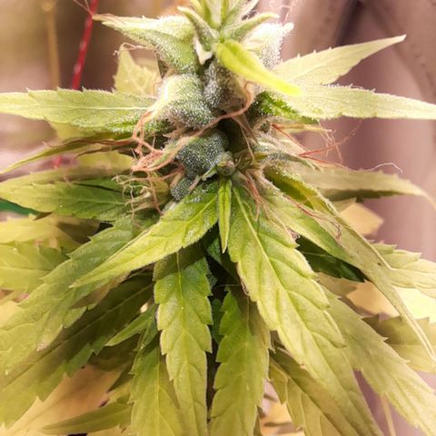 Royal Runtz  growlog timeline photo