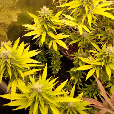 Fat Gorilla  growlog timeline photo