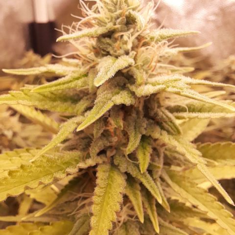 Fat Gorilla  growlog timeline photo