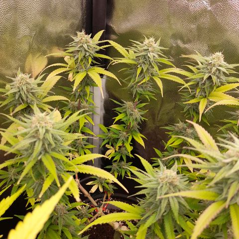 Pink Runtz  growlog timeline photo