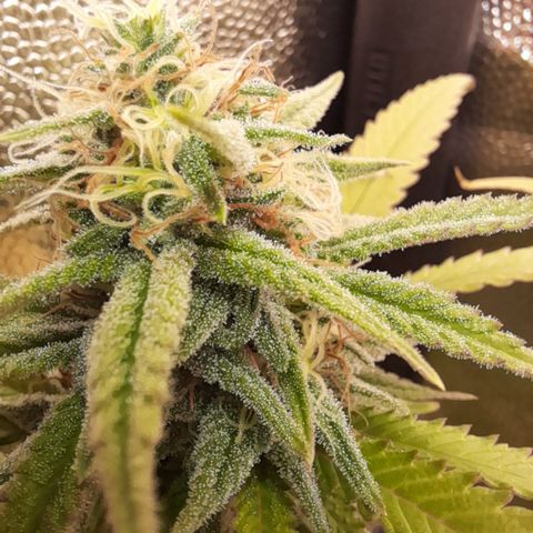 Pink Runtz  growlog timeline photo