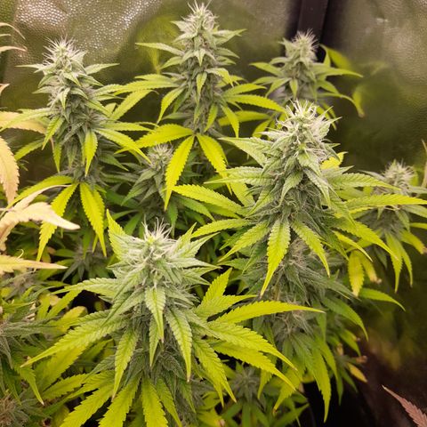 Sherbet Queen  growlog timeline photo