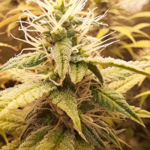 Sherbet Queen  growlog timeline photo