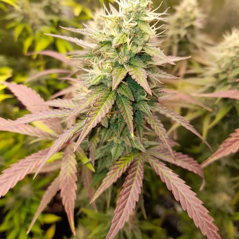 Green Gelato  growlog timeline photo