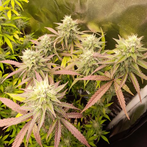 Green Gelato  growlog timeline photo