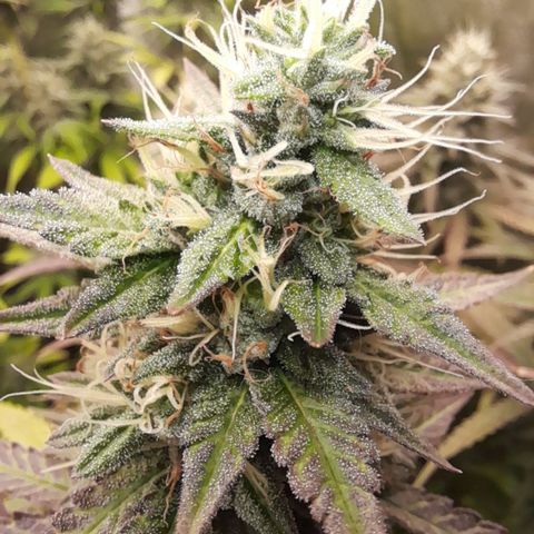 Green Gelato  growlog timeline photo