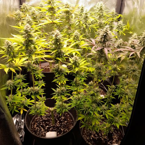 Fat Gorilla  growlog timeline photo