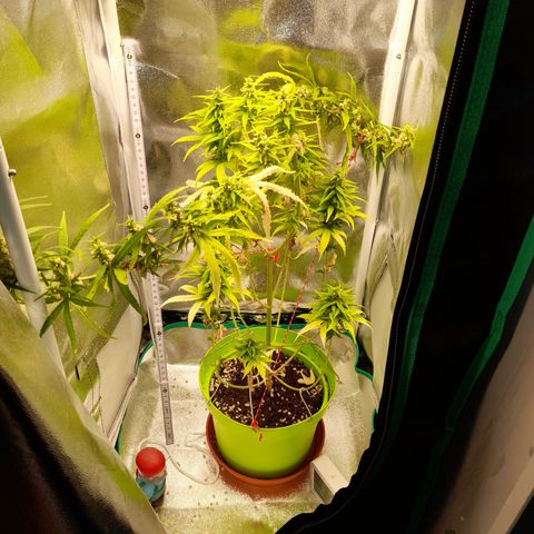 Royal Runtz  growlog timeline photo