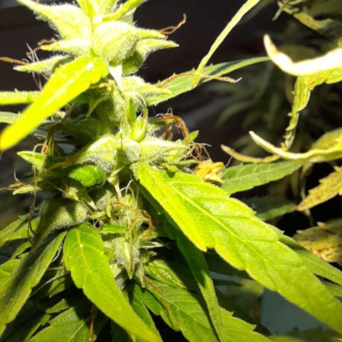 Royal Runtz  growlog timeline photo