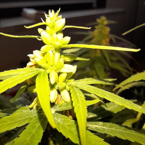 Royal Runtz  growlog timeline photo
