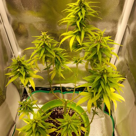 Royal Runtz  growlog timeline photo