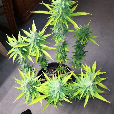 Fat Gorilla  growlog timeline photo