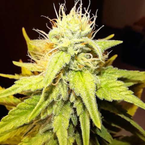 Fat Gorilla  growlog timeline photo