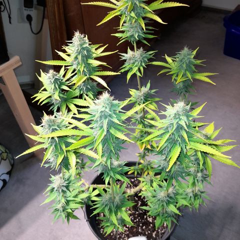 Fat Gorilla  growlog timeline photo