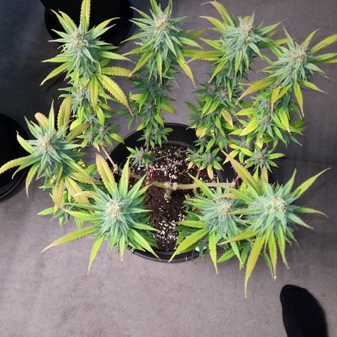 Pink Runtz  growlog timeline photo