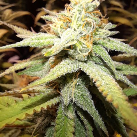 Pink Runtz  growlog timeline photo