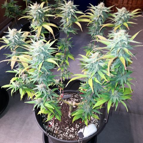 Pink Runtz  growlog timeline photo