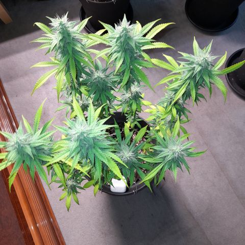 Sherbet Queen  growlog timeline photo