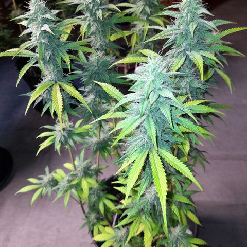 Sherbet Queen  growlog timeline photo