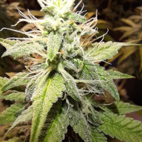 Sherbet Queen  growlog timeline photo